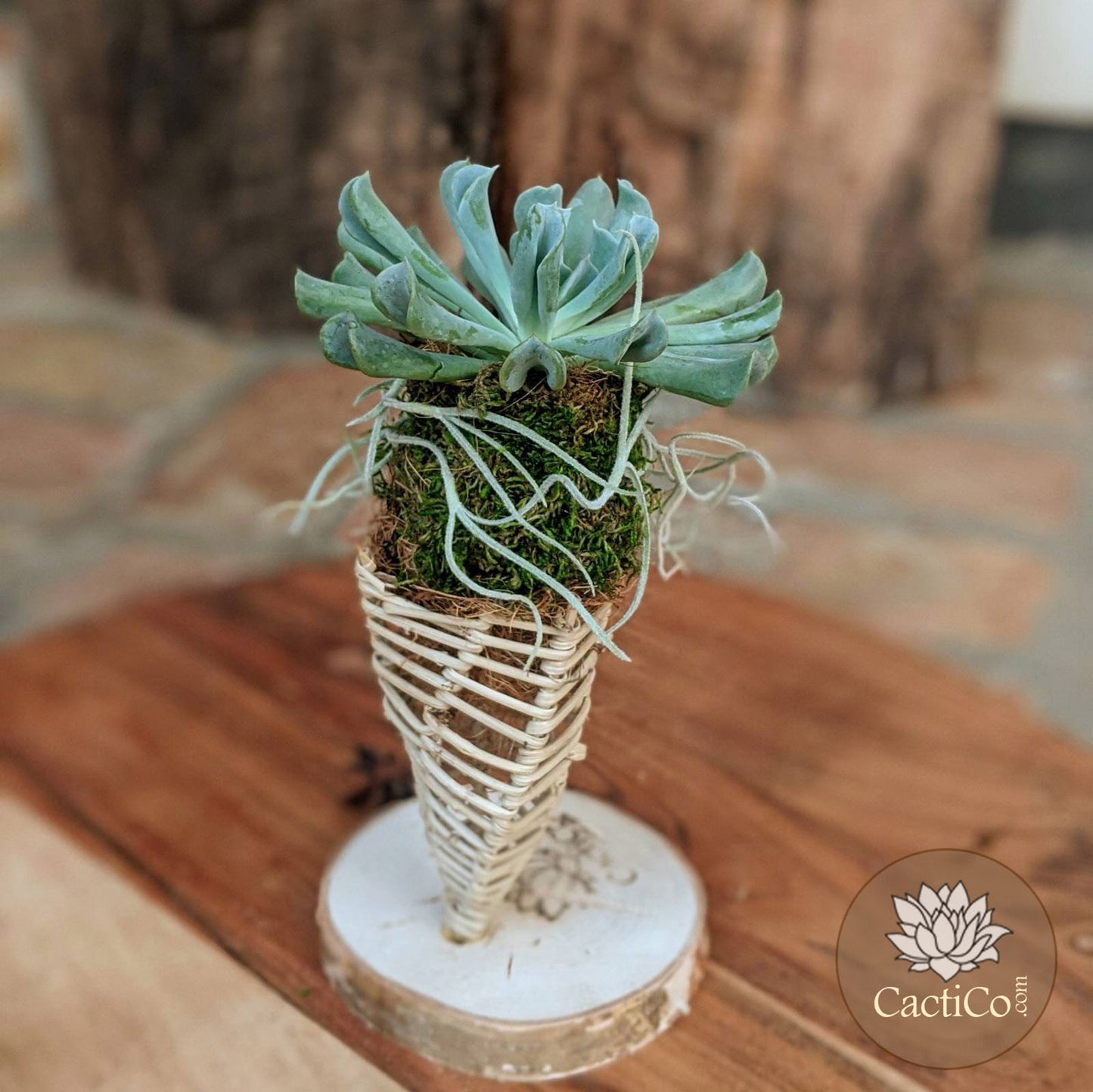 2 Plant Succulent Arrangement | Echeveria 'Topsy Curvy' & Spanish Moss | Vine Cone Kokedama Terrarium | Succulent Gift | Gifts for Mom
