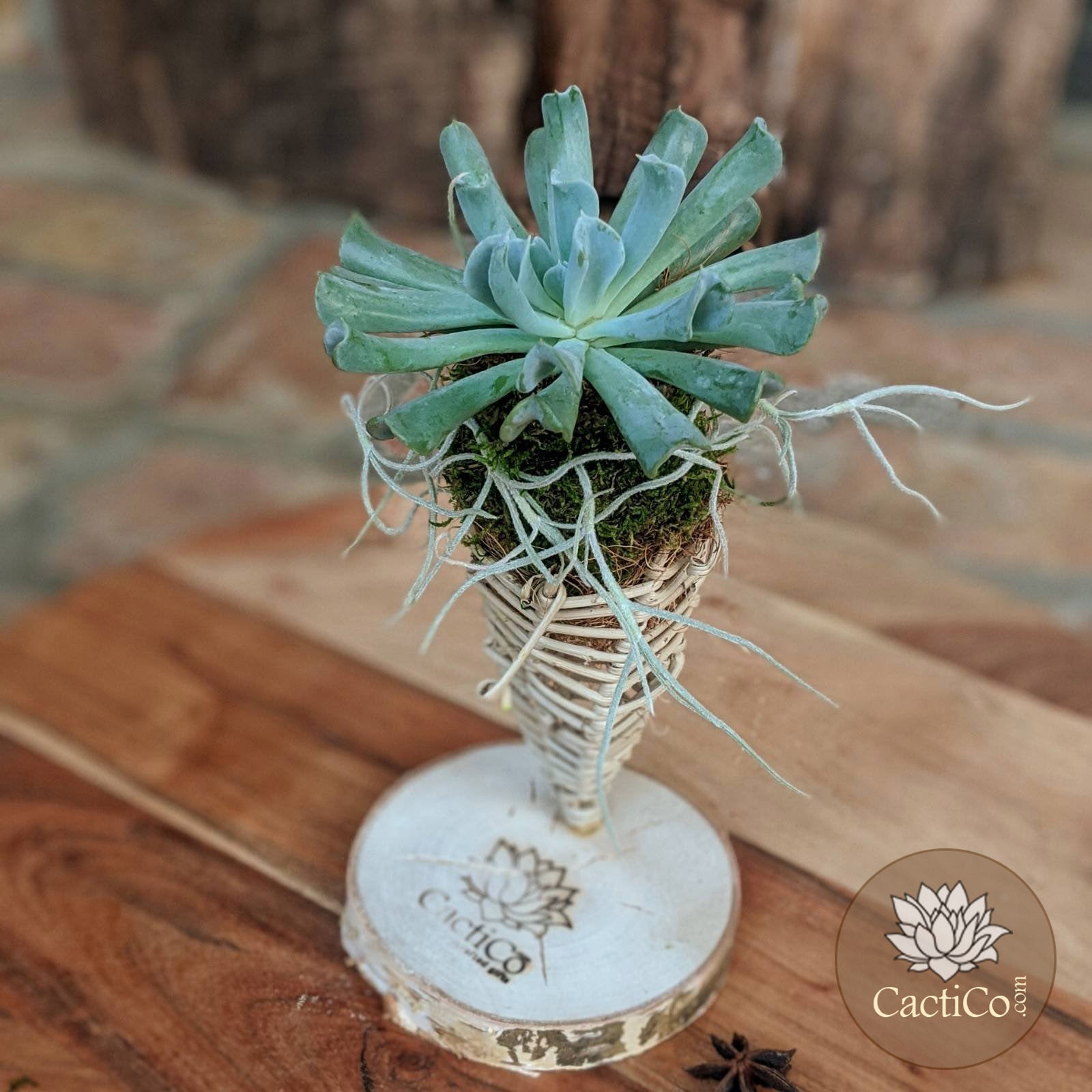2 Plant Succulent Arrangement | Echeveria 'Topsy Curvy' & Spanish Moss | Vine Cone Kokedama Terrarium | Potted Plant Gift | Gifts for Her