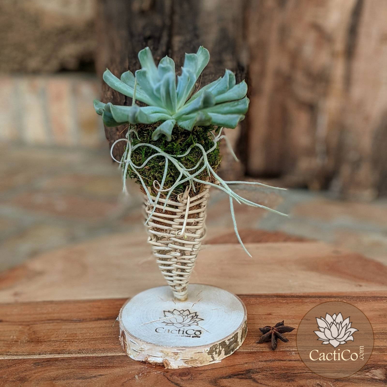 2 Plant Succulent Arrangement | Echeveria 'Topsy Curvy' & Spanish Moss |Succulent Terrarium | Part Favor Gift | Wedding Favor