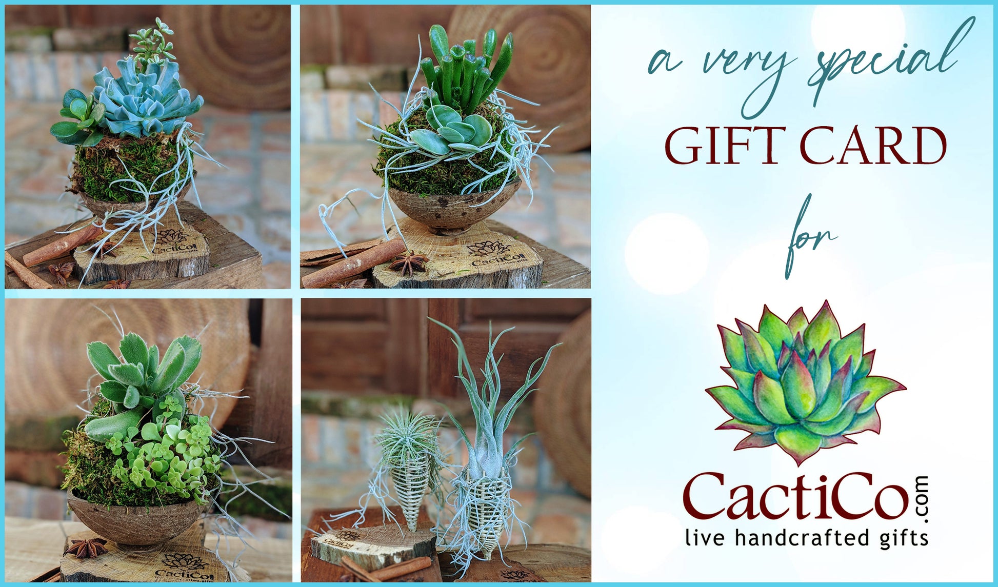 succulent gift card CactiCo.com Gift Card