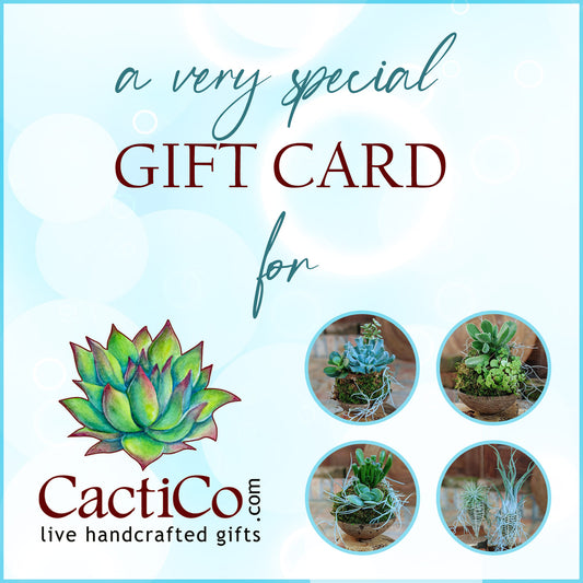Succulent Gift Certificate