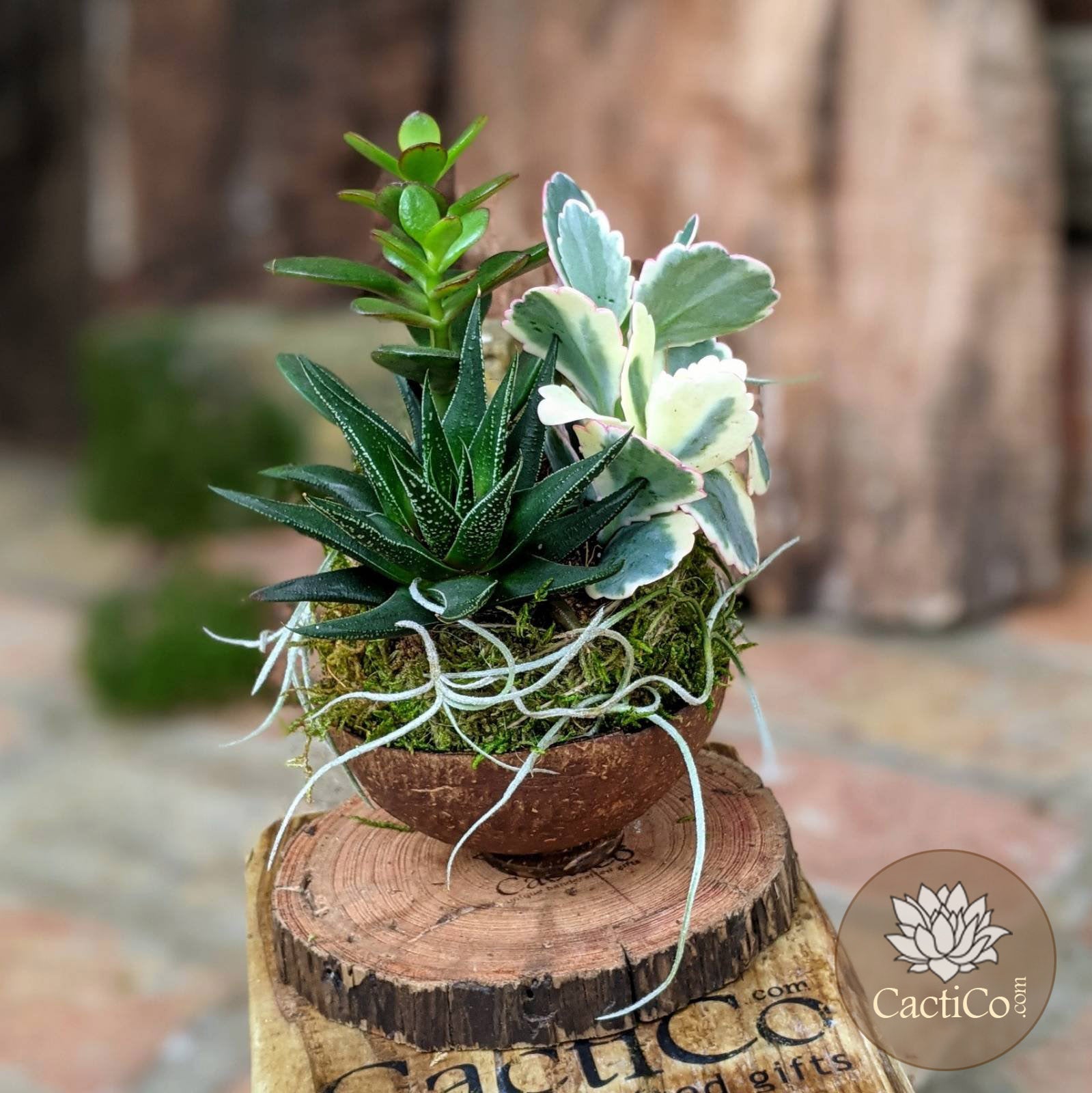 spanish moss succulents Handcrafted Succulent Arrangement with Kokedama in Coconut Shell
