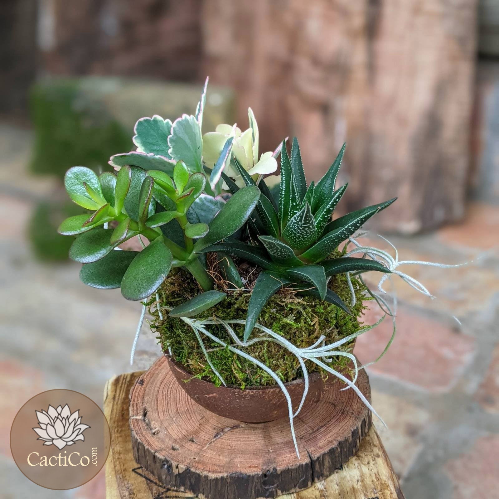 succulent housewarming gift Handcrafted Succulent Arrangement with Kokedama in Coconut Shell