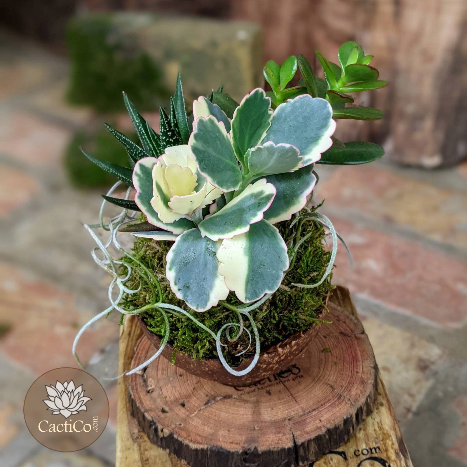 housewarming succulent Handcrafted Succulent Arrangement with Kokedama in Coconut Shell