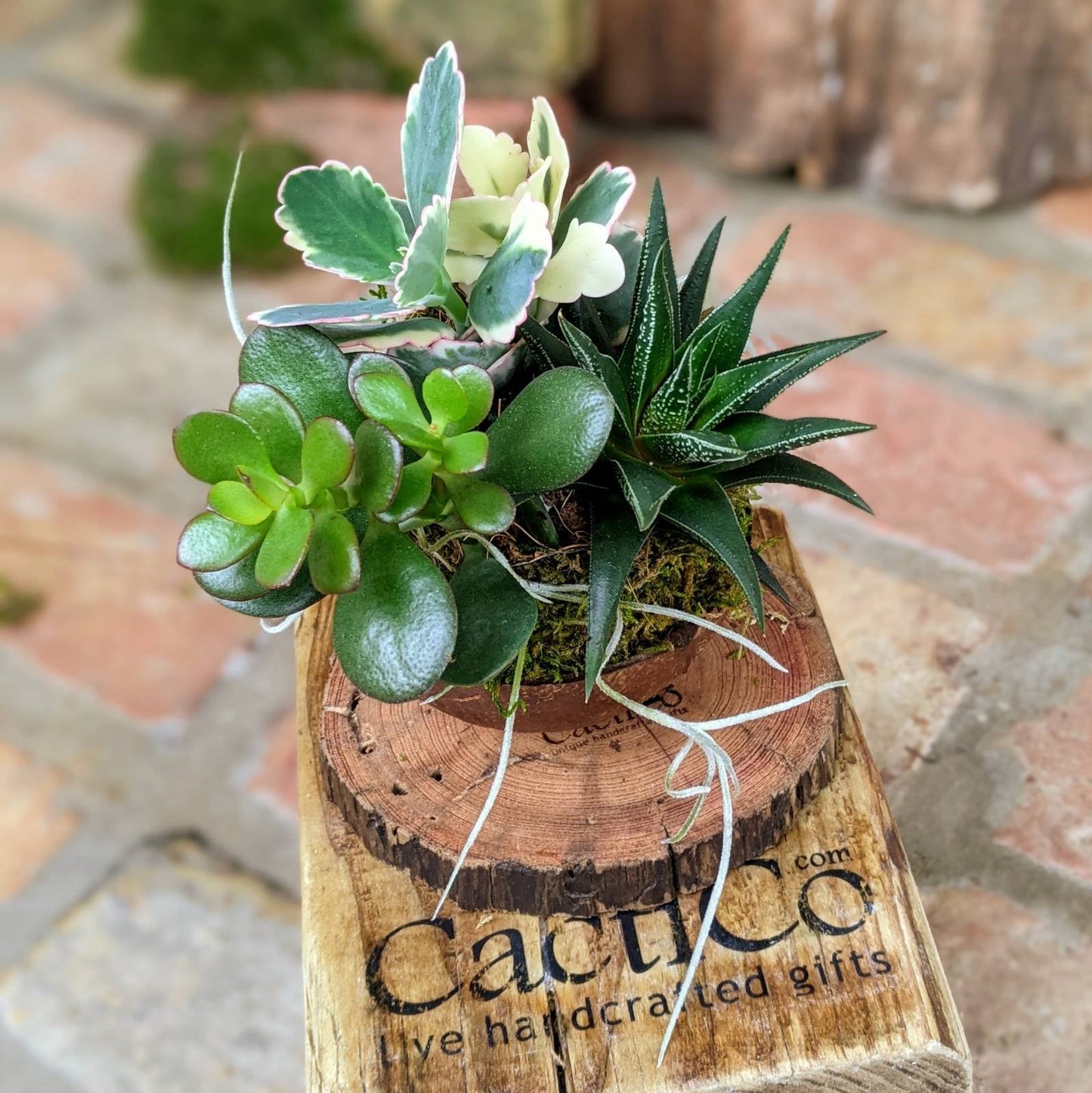 4-Plant Live Succulent Arrangement | Haworthia, Crassula, Baby Jade & Spanish Moss | Coconut Shell Bonsai | Corporate Client Gift | Birthday Gift | Best Friend Gift