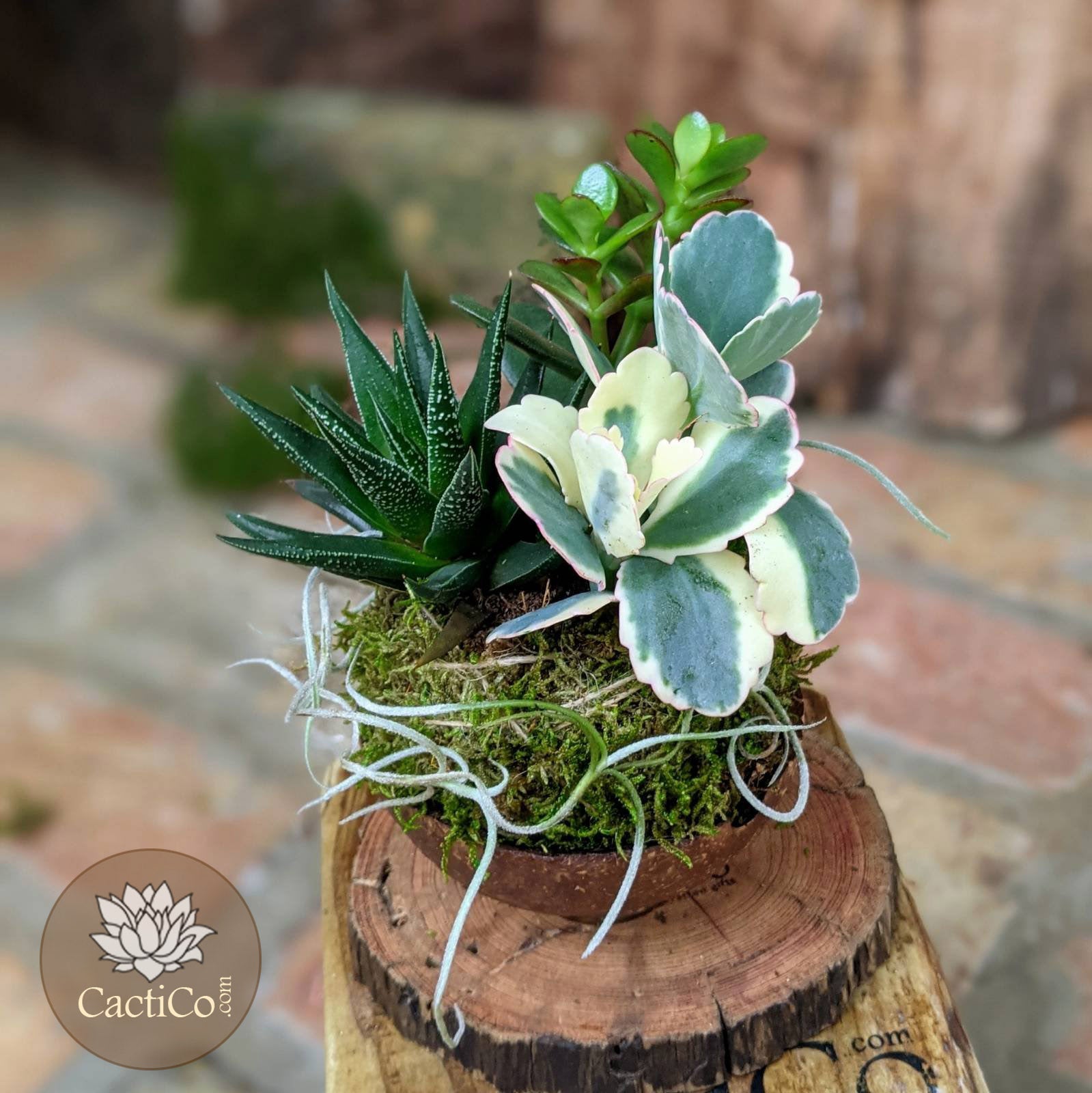 4-Plant Live Succulent Arrangement | Haworthia, Crassula, Baby Jade & Spanish Moss | Coconut Shell Bonsai | Housewarming Gift | Birthday Gift | Best Friend Gift