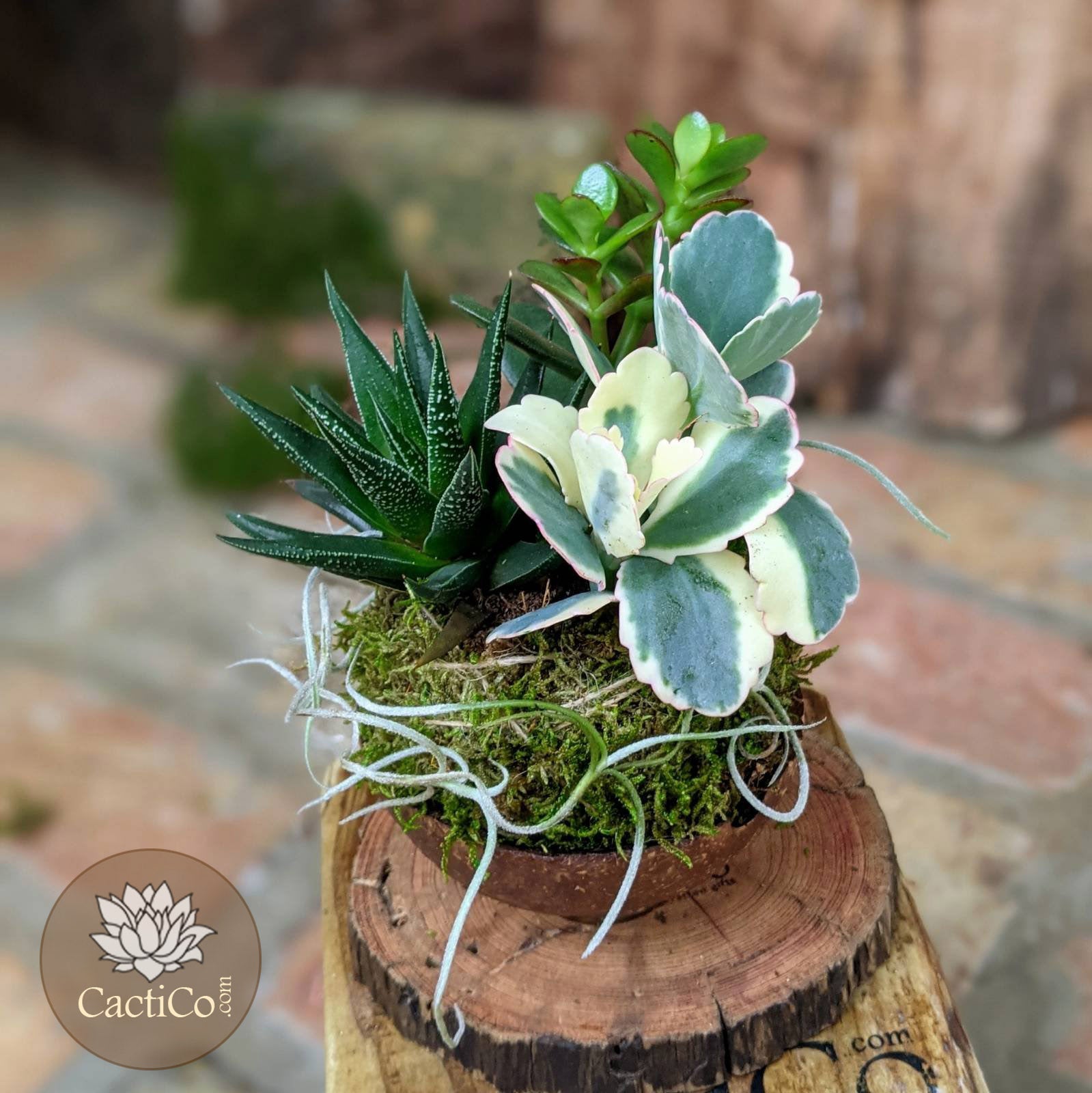 can you use spanish moss for succulents Handcrafted Succulent Arrangement with Kokedama in Coconut Shell