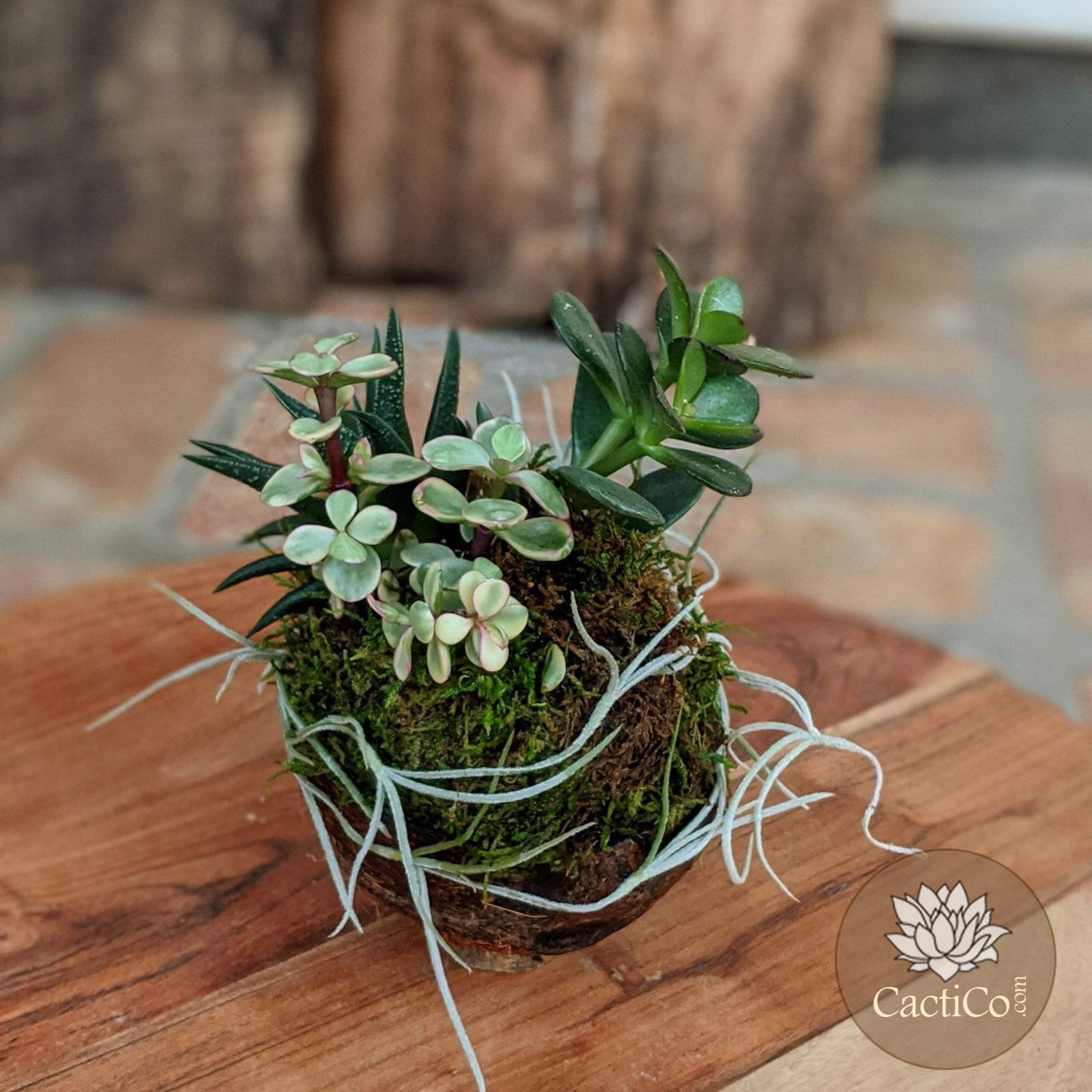 kokedama succulent Handcrafted 4-Plant Live Succulent Arrangement | Coconut Shell Bonsai