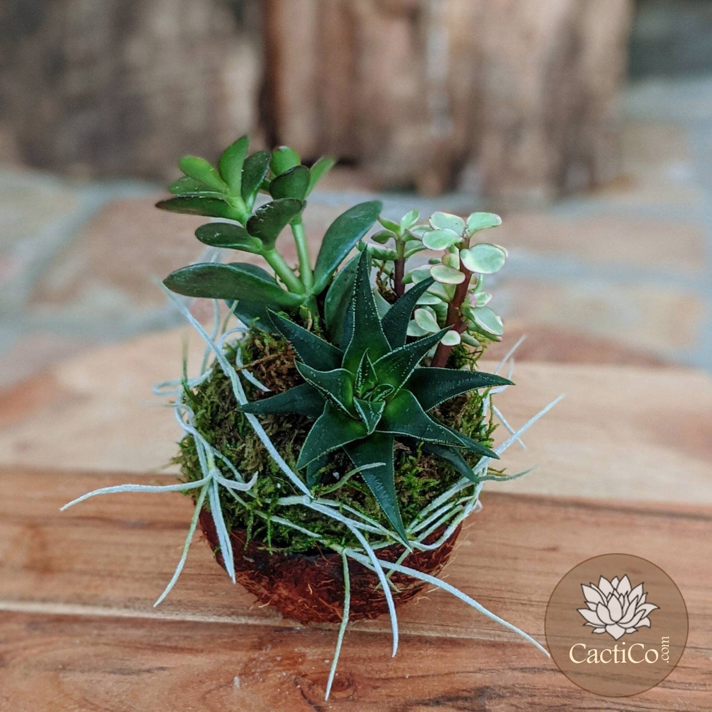 Handcrafted 4-Plant Live Succulent Arrangement in a Coconut Shell | Indoor Plant Gift