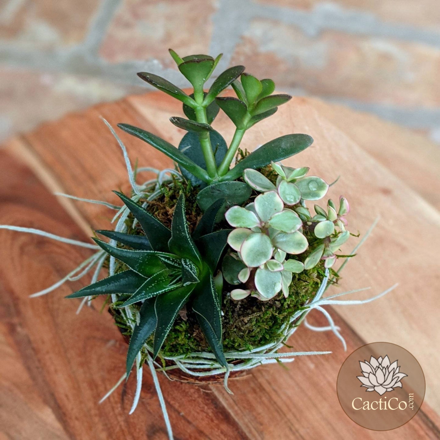 Handcrafted 4-Plant Live Succulent Arrangement in a Coconut Shell | Indoor Plant Gift
