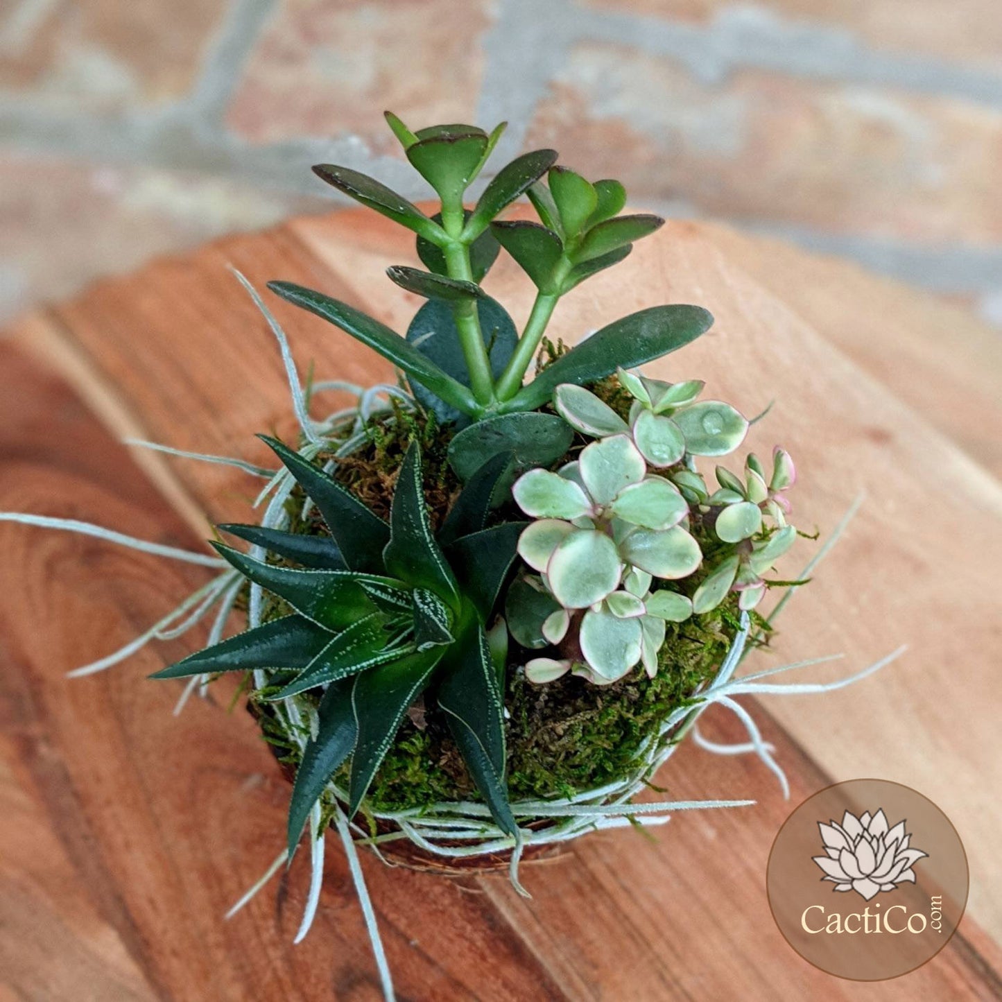 succulent kokedama Handcrafted 4-Plant Live Succulent Arrangement | Coconut Shell Bonsai