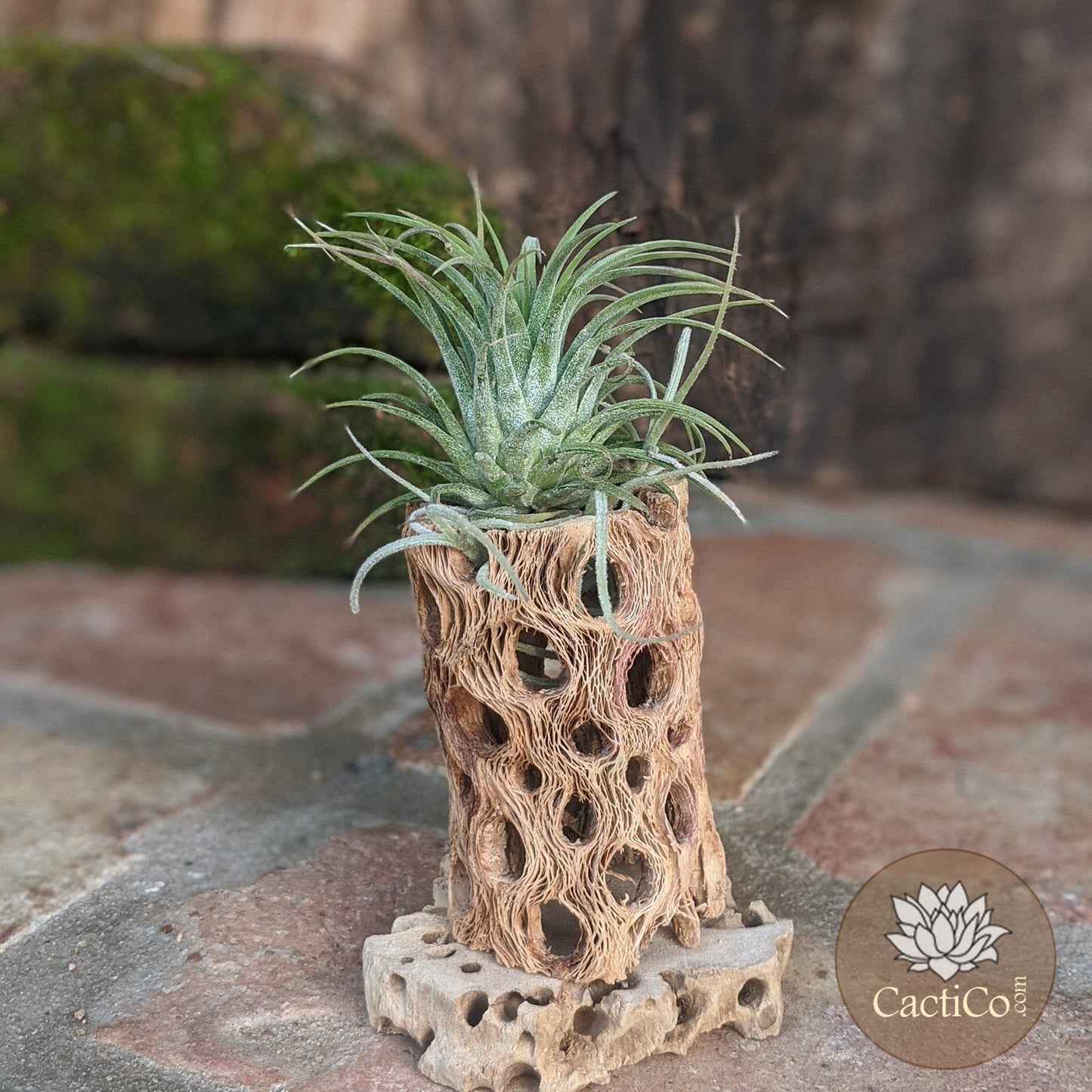 Cholla Wood 3-Plant Terrarium: Tillandsia Caput 'Medusae', Tillandsia ionantha & Spanish Moss (Air Plants)