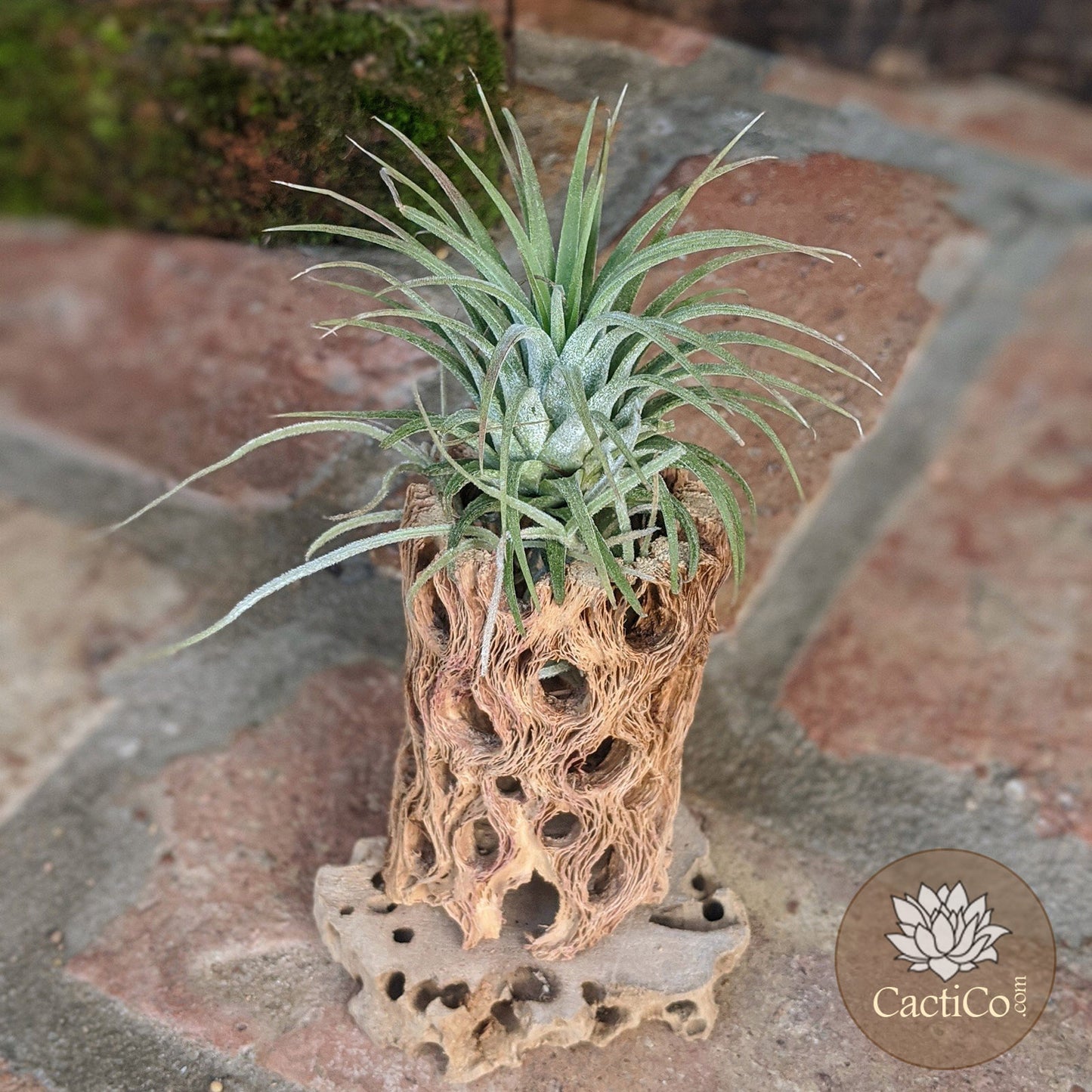 Cholla Wood 3-Plant Terrarium: Tillandsia Caput 'Medusae', Tillandsia ionantha & Spanish Moss (Air Plants)