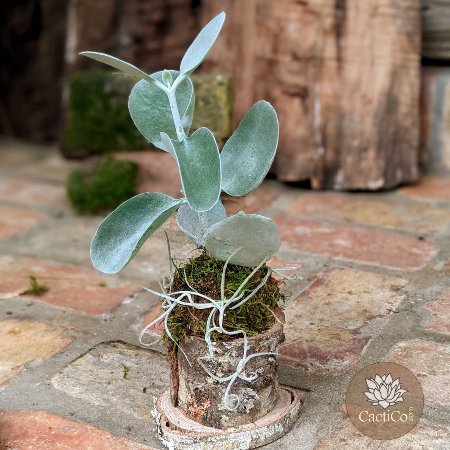 Unique Succulent Bonsai in a Handcrafted Tree Bark Holder  | Housewarming Gift | Gifts for Women | Unique Handmade Gifts