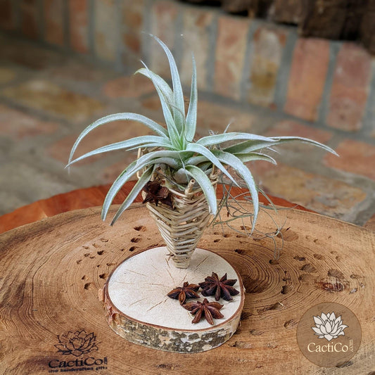Live Airplant Arrangement  in a Handcrafted Vine Cone Terrarium | Live Plant Gift | Thank you Gift | Office Desk Plant