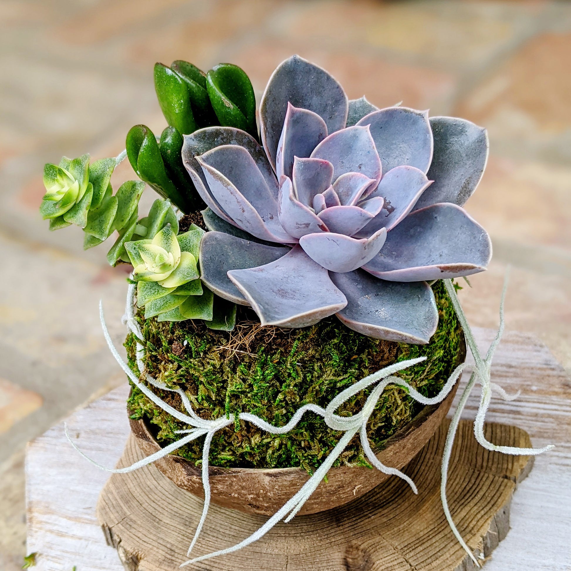 Mother's Day Flowers That Last: Live Succulent Arrangement in a Coconut Shell | Unique Succulent Gift