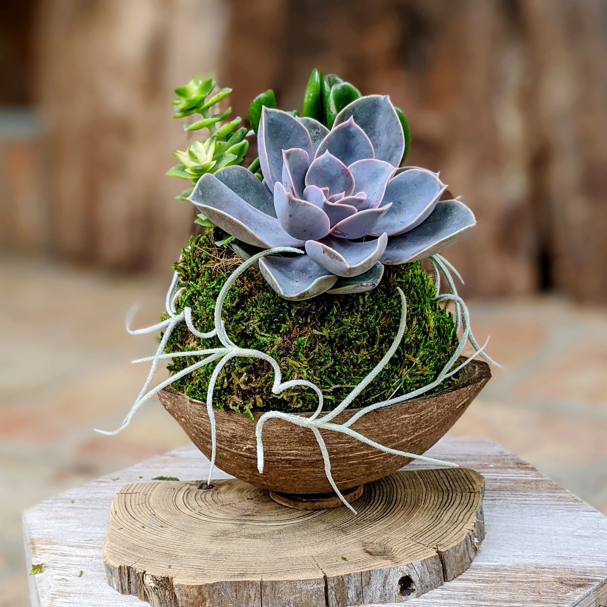 4 succulent plants Handcrafted Succulent Arrangement in Coconut Shell – Unique Indoor Plant Gift