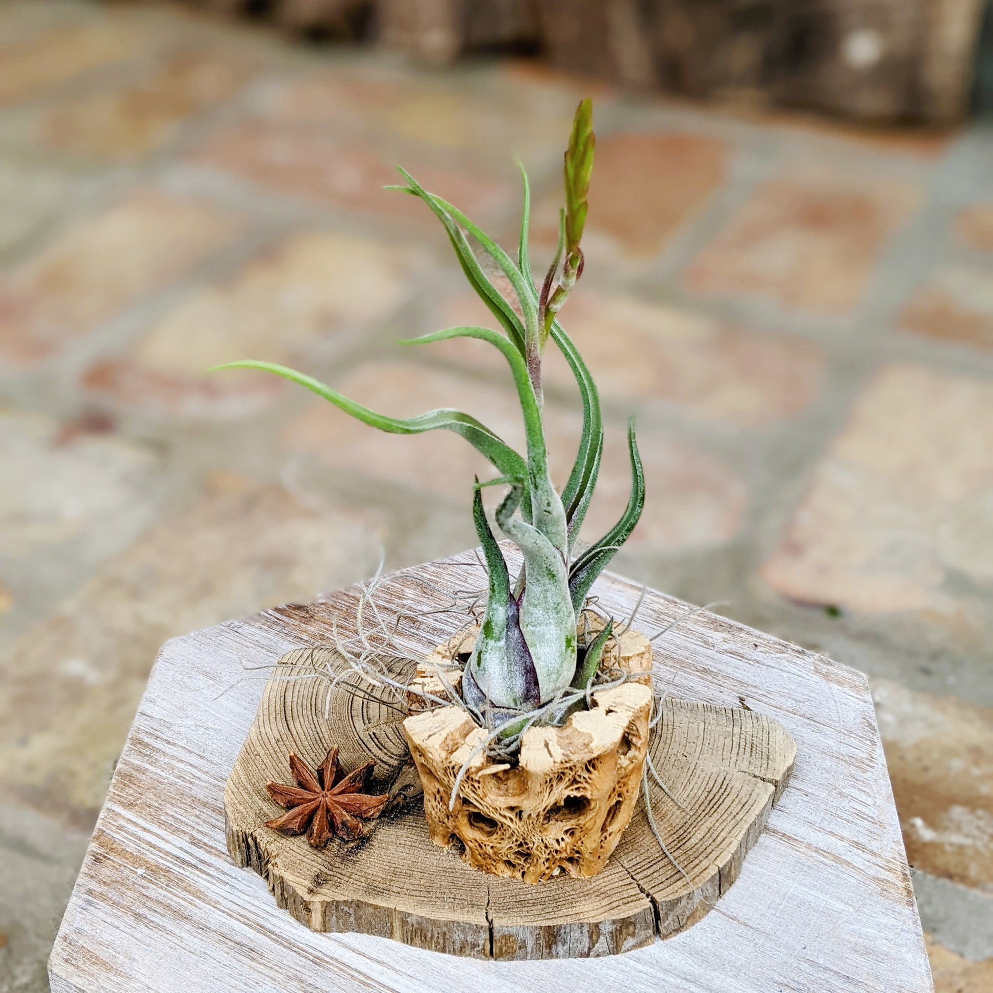 air plant driftwood arrangement Cholla Wood Rustic Air Plant Arrangement with Tillandsia Caput 'Medusae'