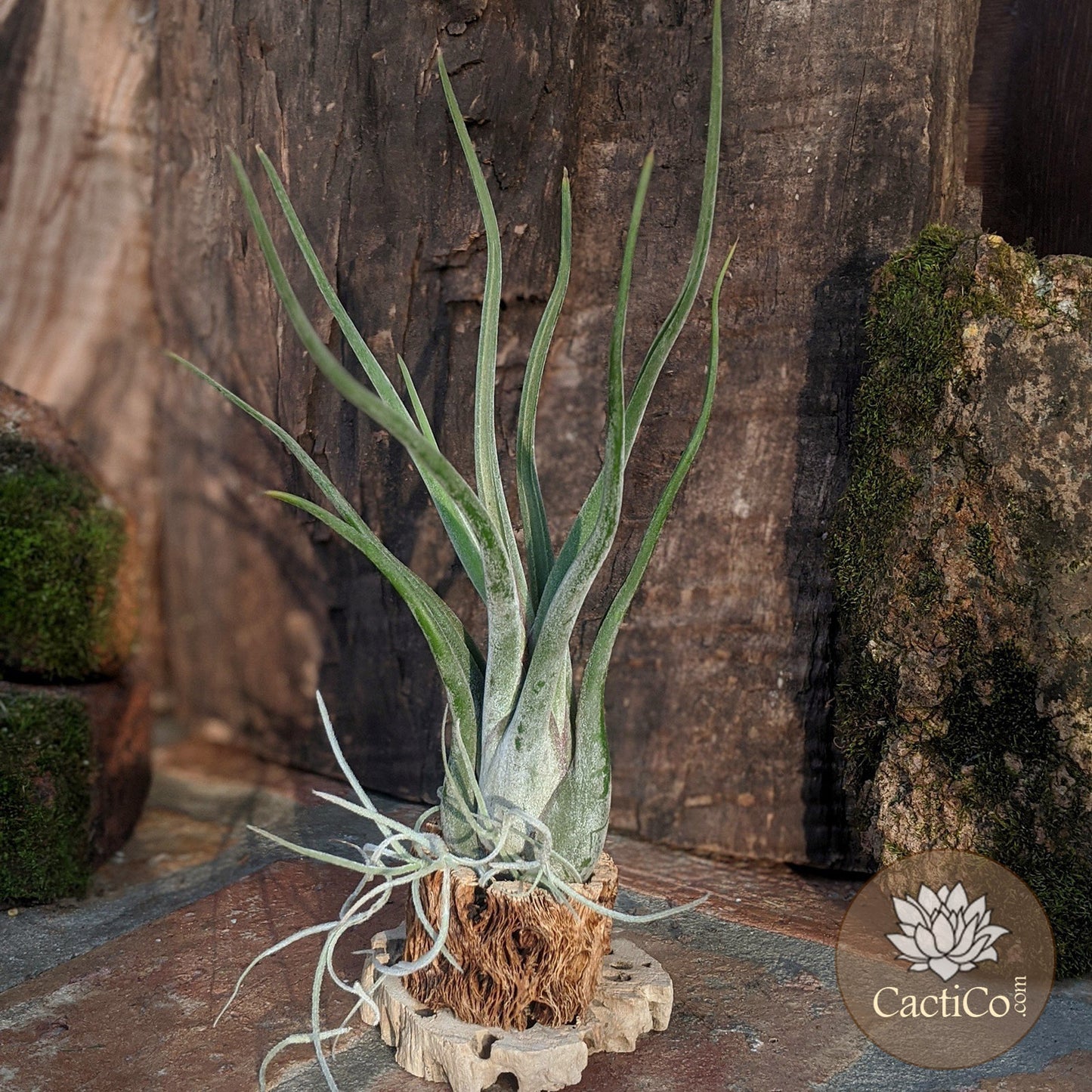 Cholla Wood 3-Plant Terrarium: Tillandsia Caput 'Medusae', Tillandsia ionantha & Spanish Moss (Air Plants)
