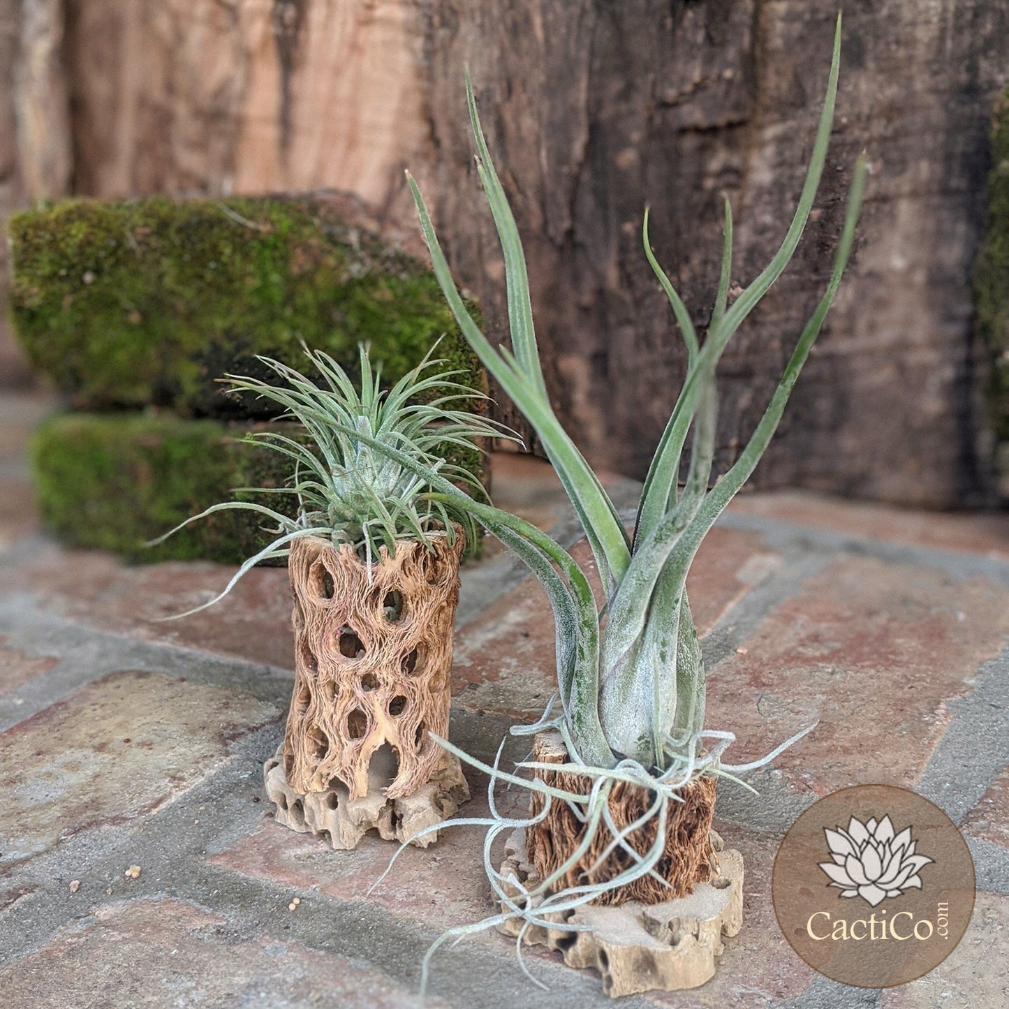 Cholla Wood 3-Plant Terrarium: Tillandsia Caput 'Medusae', Tillandsia ionantha & Spanish Moss (Air Plants)