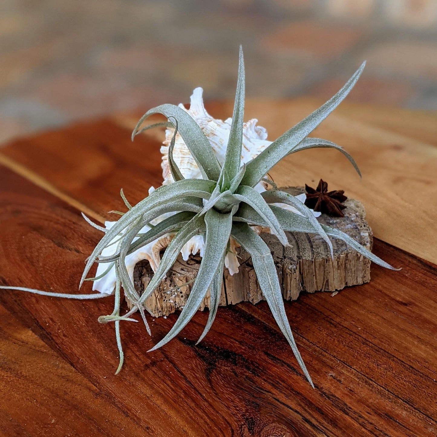 Large Tillandsia in a Sea Shell Handmade Air Plant Arrangement | Indoor Plant Gift | Party Favor | Unique Gift