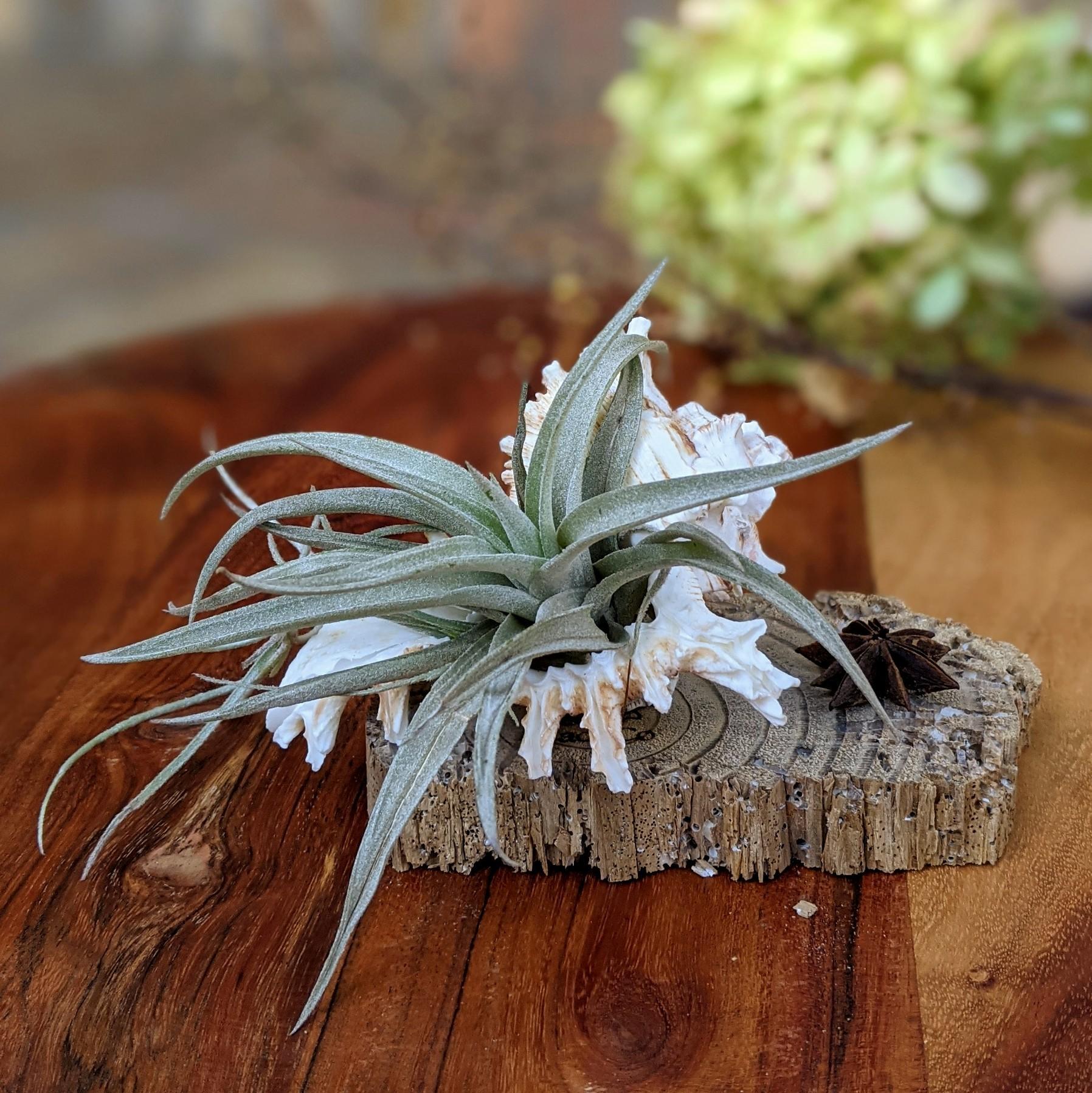 tillandsia harrisii air plant Large Tillandsia in a Sea Shell Handmade Unique Gift – CactiCo