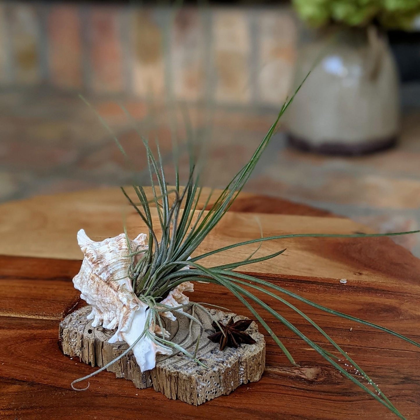 Large Tillandsia Juncea in a Sea Shell Handmade Air Plant Gift | Indoor Office Plant | Party Favor | Unique Gift