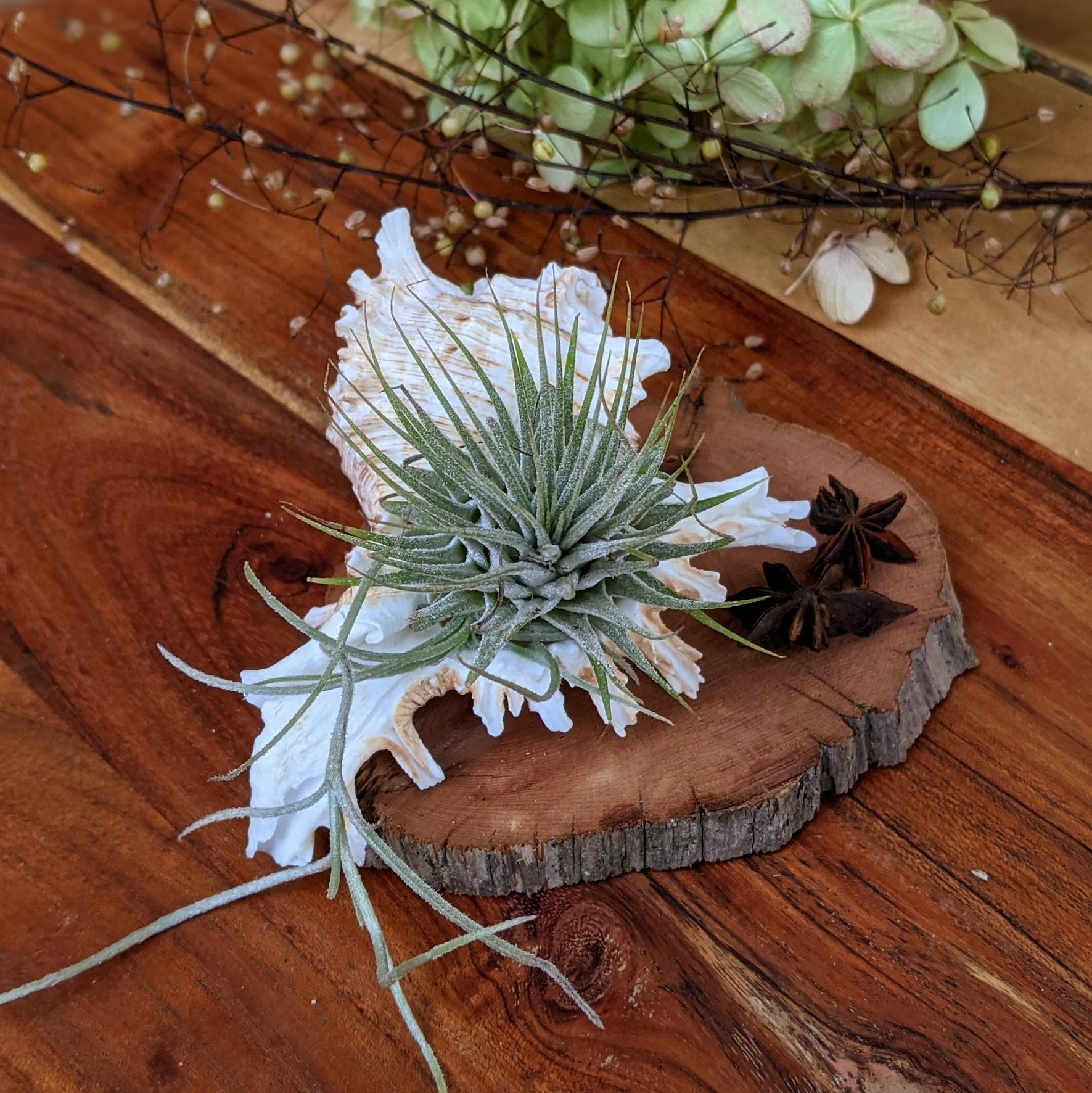 Tillandsia Ionantha  in a Sea Shell Handmade Air Plant Arrangement | Indoor Plant Gift | Party Favor | Unique Gift