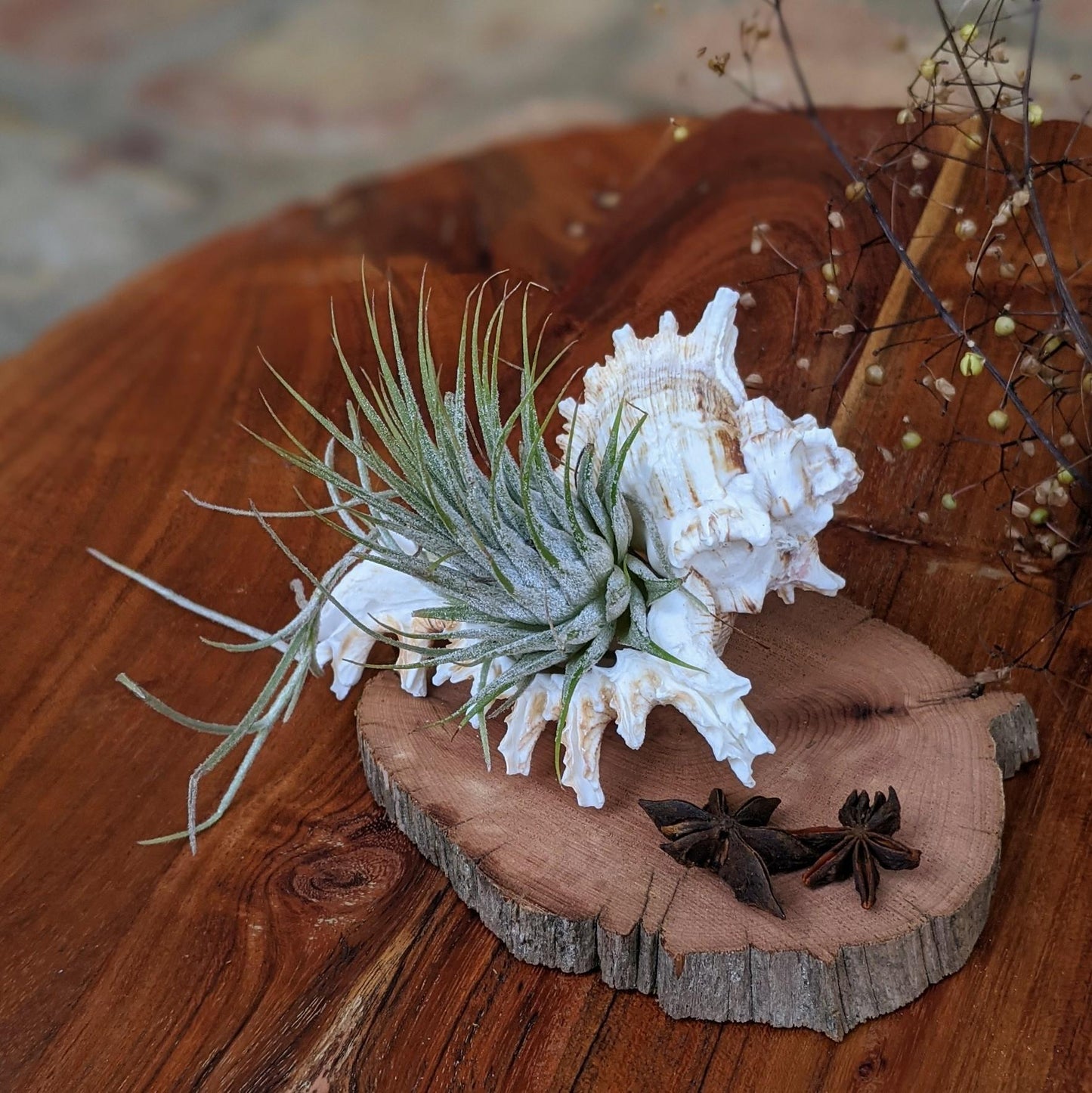 Tillandsia Ionantha in a Sea Shell Handmade Air Plant Arrangement | Indoor Plant Gift | Party Favor | Unique Gift Media