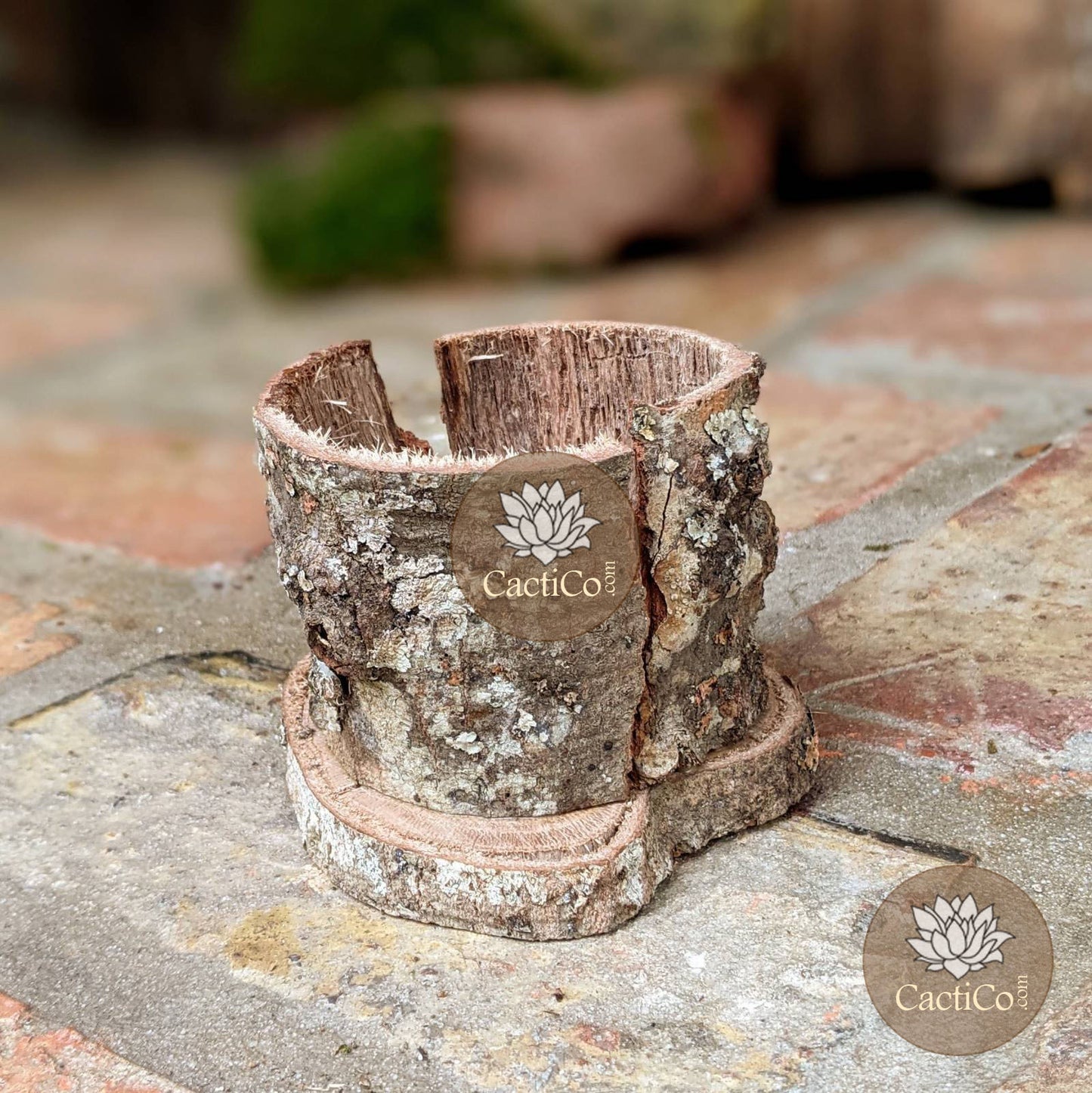 Unique Succulent Bonsai in a Handcrafted Tree Bark Holder  | Housewarming Gift | Gifts for Women | Unique Handmade Gifts