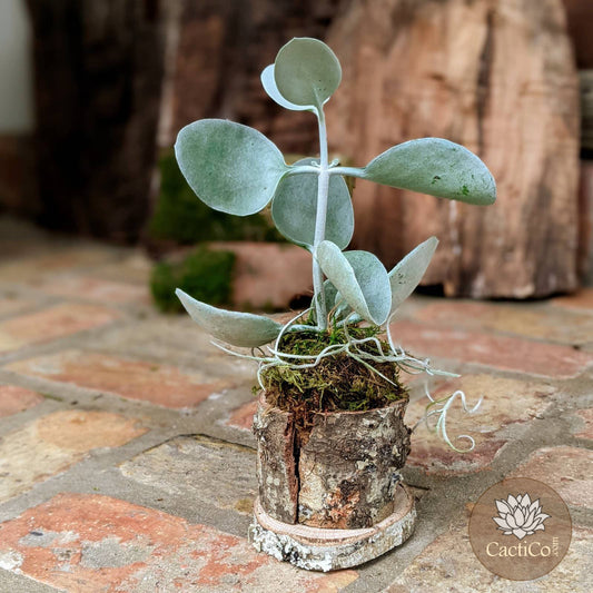 Unique Succulent Bonsai in a Handcrafted Tree Bark Holder  | Housewarming Gift | Gifts for Women | Unique Handmade Gifts