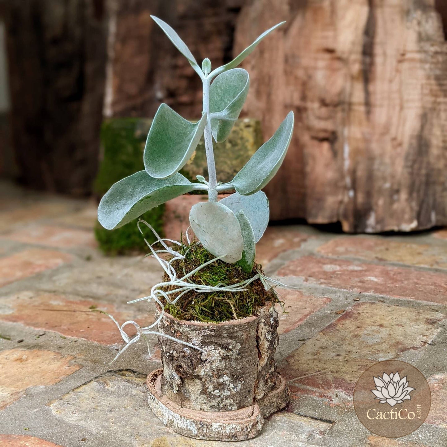 Unique Succulent Bonsai in a Handcrafted Tree Bark Holder  | Housewarming Gift | Gifts for Women | Unique Handmade Gifts