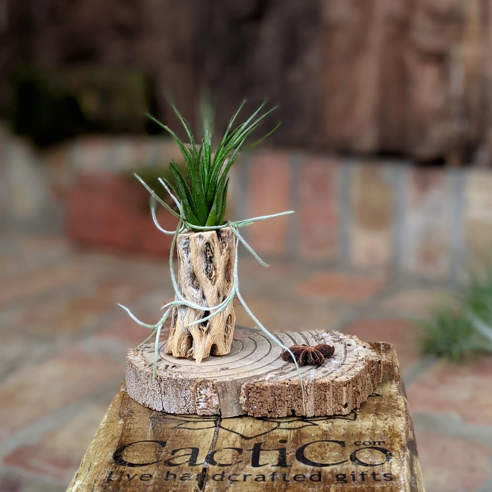 air plant gifts Handcrafted Rustic Air Plant Arrangement – A Unique & Natural Gift