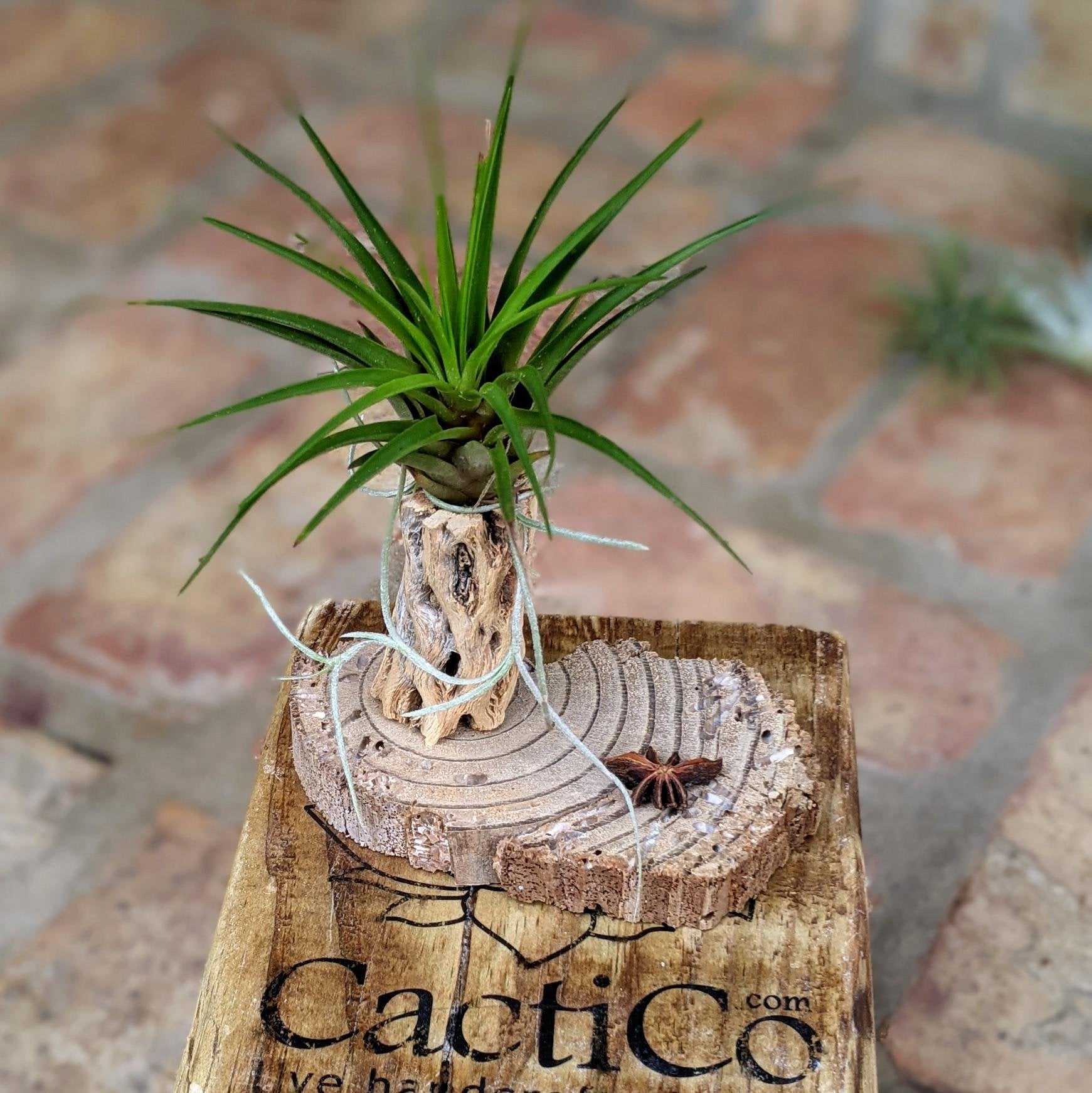 air plant display wood Handcrafted Rustic Air Plant Arrangement – A Unique & Natural Gift – CactiCo