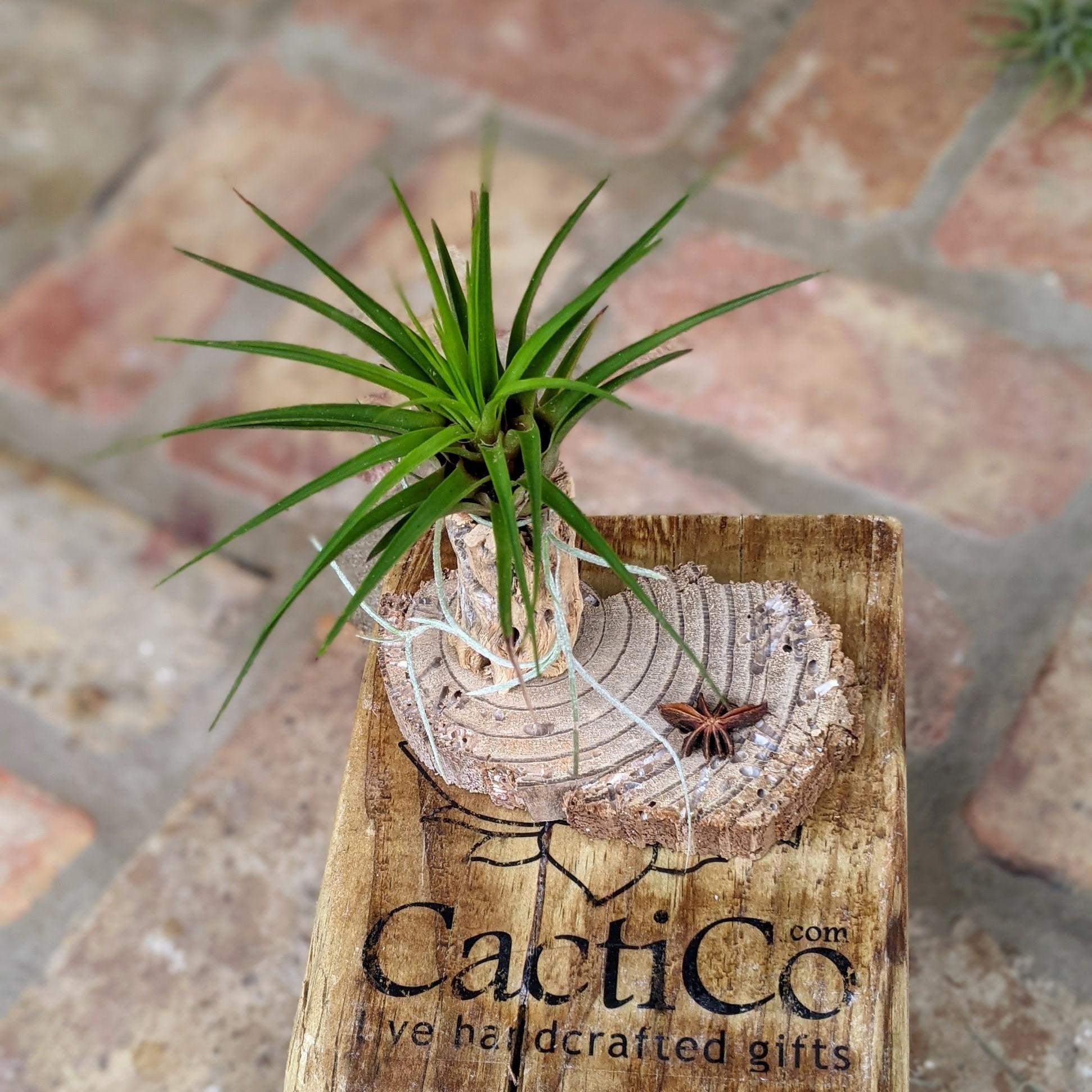 air plant wooden holder Handcrafted Rustic Air Plant Arrangement – A Unique & Natural Gift – CactiCo
