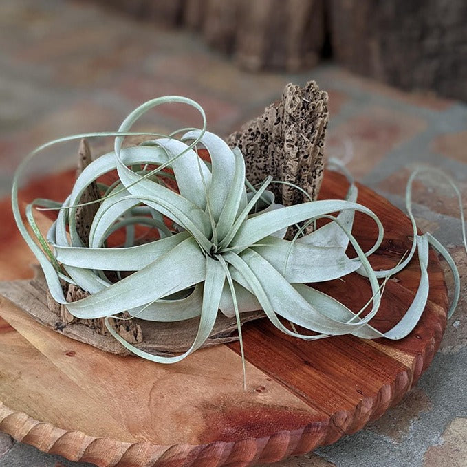 Extra Large Air Plant With Handcrafted Driftwood Display | Wedding Centerpiece