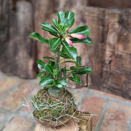Desert Rose Succulent Gift In A Handcrafted Coconut Shell Pot 