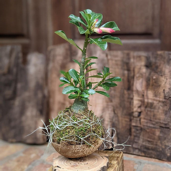 Desert Rose Succulent Gift In A Handcrafted Coconut Shell Pot 