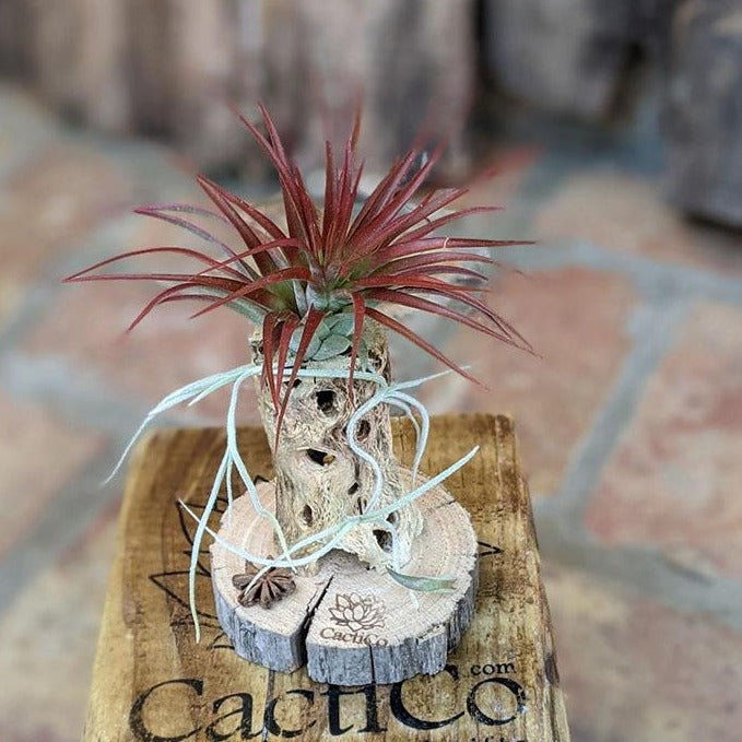 Live Air Plant Gift in a Handcrafted Terrarium | Holiday Gift