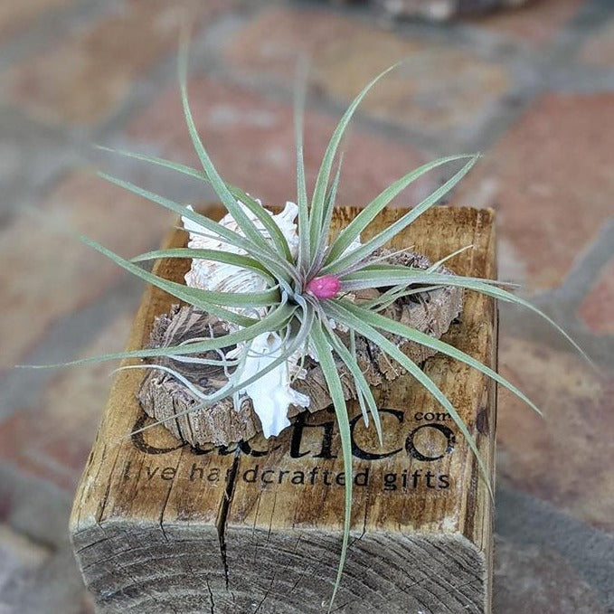 Large Blooming Air Plant With Sea Shell And Driftwood | Plant Gift
