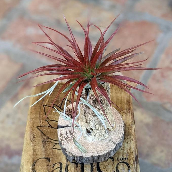 Live Air Plant Gift in a Handcrafted Vine Cone Terrarium | Housewarming Gift | Holiday Gift