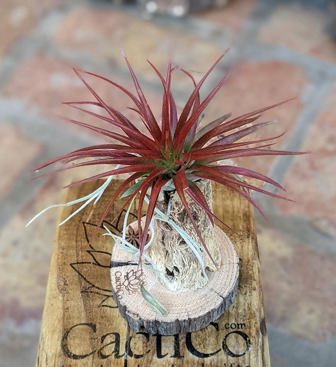Red Air Plant in a Large Seashell Media