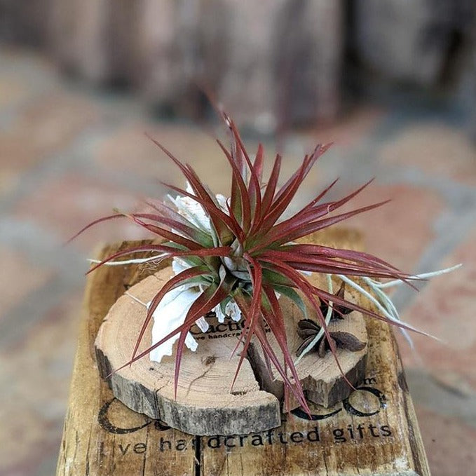 Live Air Plant Gift in a Handcrafted Seashell Terrarium | Holiday Gift