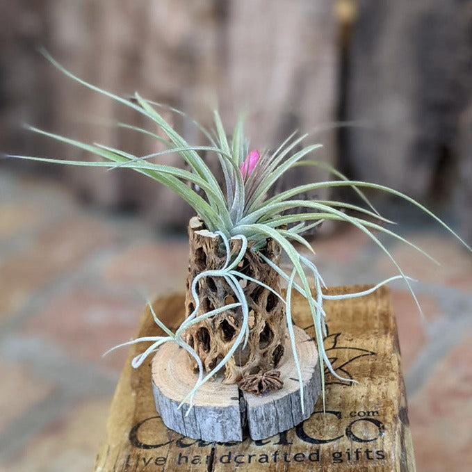 Handmade Air Plant Arrangement with Chola and Driftwood | Easy to Care Indoor Plant Gift