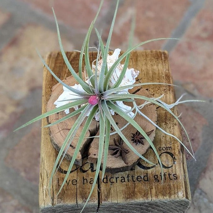Large Blooming Air Plant With Sea Shell And Driftwood | Plant Gift