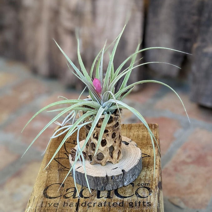 Handmade Air Plant Arrangement with Chola and Driftwood | Easy to Care Indoor Plant Gift