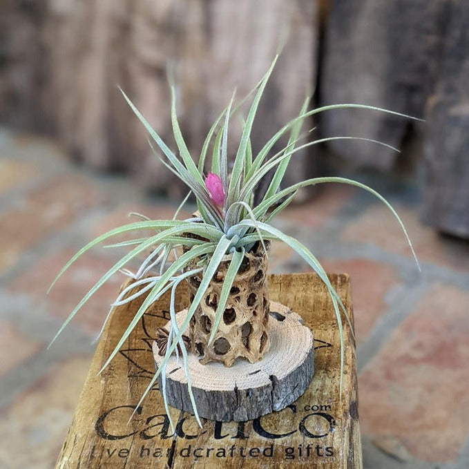 live air plants Handcrafted Live Air Plant Arrangement – Unique Indoor Décor & Gift