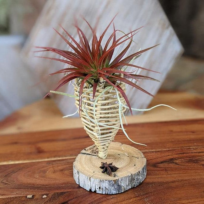 Live Air Plant Gift in a Handcrafted Terrarium | Holiday Gift Media 1 of 6