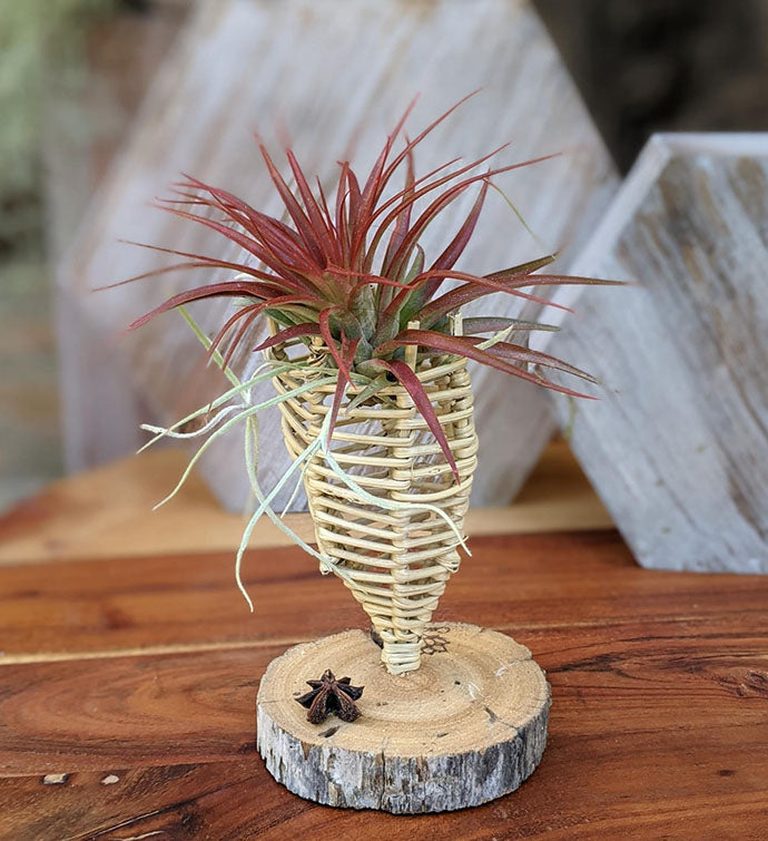 Air Plant Gift in a Handcrafted Vine Cone, Cholla or Sea Shell