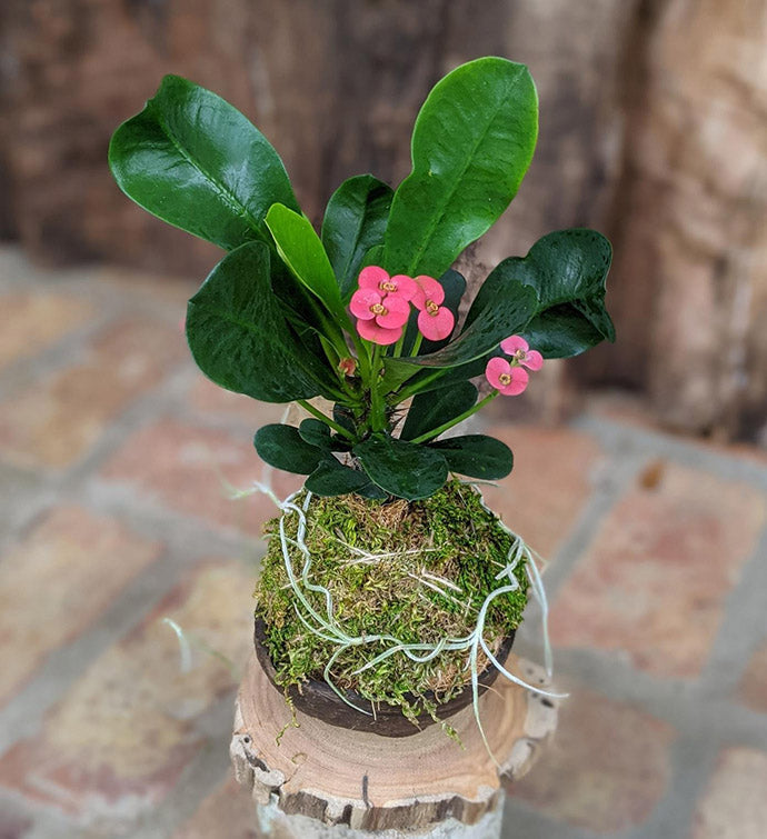 Blooming Succulent in a Coconut Shell | Handcrafted Potted Succulent Gift